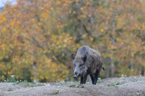 One wild boar or wild pig (Sus scrofa), walking over an opening in early morning light, searching