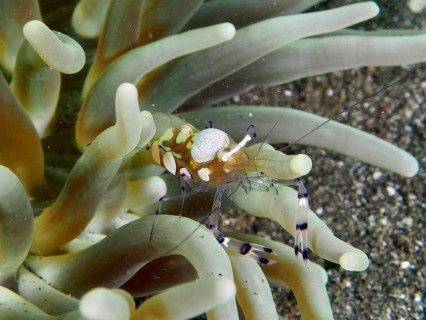 A peacock-eyed anemone shrimp (Ancylocaris brevicarpalis) on a sea anemone displays a fascinating