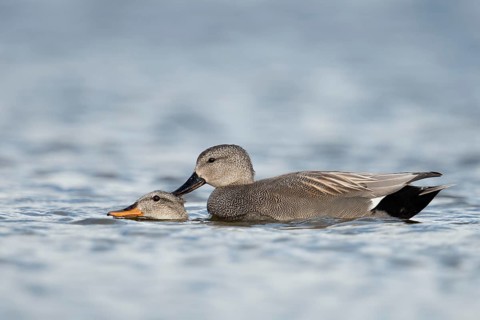 Gadwall (Mareca strepera) pair mating, Schleswig-Holstein, Germany
