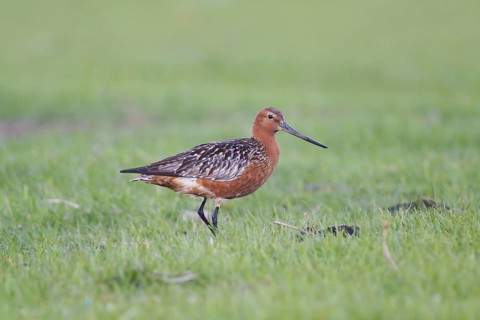 Bar-tailed Godwit (Limosa lapponica) male, Schleswig-Holstein, Germany