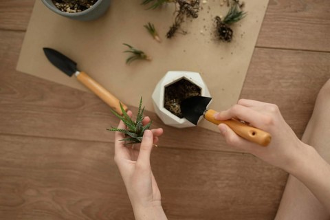Hands planting a haworthia in a geometric pot, using small garden tools on a wooden surface,