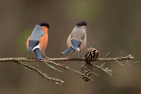 Goudvink bals gedrag, Bullfinch mating behaviour