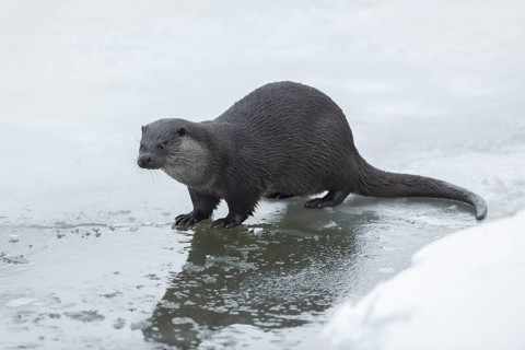 Otter (Lutra lutra) in winter at a partly frozen pond, snow, Germany