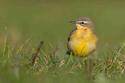 Wiesenschafstelze, Schafstelze, Blue-headed Yellow Wagtail, Motacilla flava flava, Bergeronnette