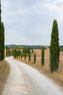 Road going through Cypress trees in a Typical Tuscan landscape in Crete Senesi with hills, trees,