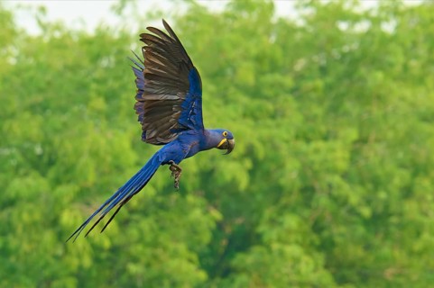 An exotic blue parrot flies against a backdrop of dense green vegetation: the hyacinth macaw