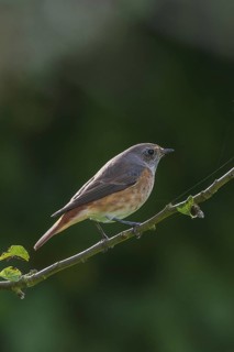 Common Redstart (Phoenicurus phoenicurus) juvenile male, Schleswig-Holstein, Germany