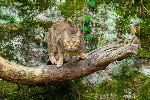 European wildcat (Felis silvestris silvestris) standing in a forest, Bavaria, Germany