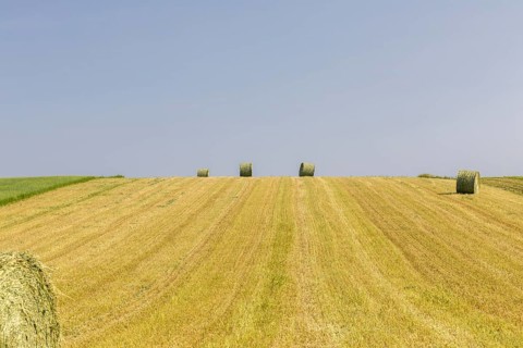 Field of harvested wheat crop with blue sky