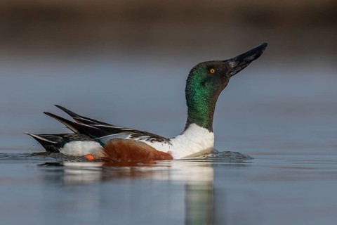 Northern Shoveler (Spatula clypeata) male, Schleswig-Holstein, Germany