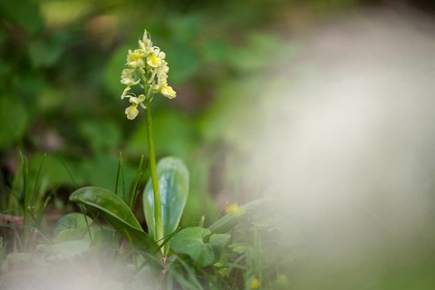 Pale Orchid, Pale Orchid, Orchidaceae, Orchids, Orchis Pallens, Pale-flowered Orchid, Flora,