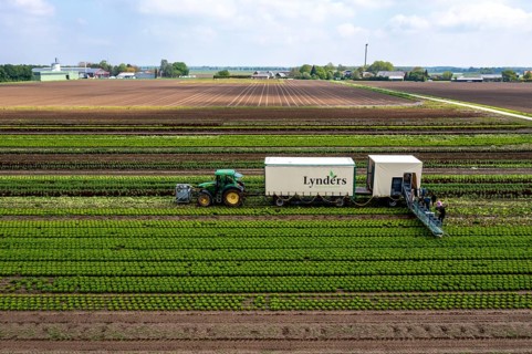 Harvesting Lollo Bianco lettuce, harvest workers cut off the lettuce heads, clean them and put them