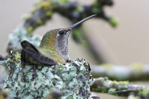 Anna's Hummingbird (Calypte anna), USA