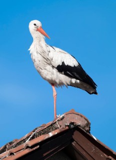 White stork (Ciconia ciconia) standing on the roof of a house, blue sky, Lower Saxony, Germany