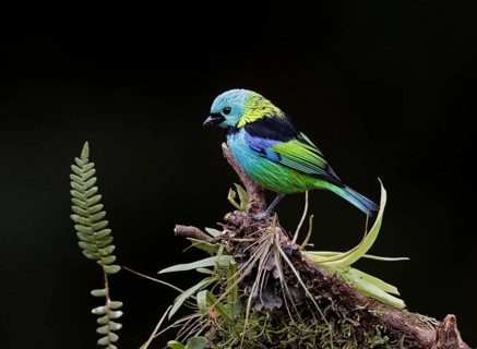 Green-headed Tanager (Tangara seledon) perched on a branch, Atlantic rainforest, Brazil