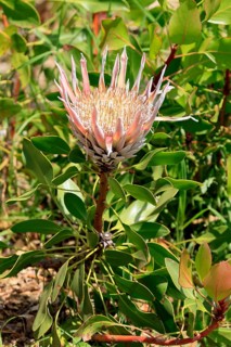 King Protea (Protea cynaroides), blossom, in bloom, flower, in spring, Kirstenbosch Botanical