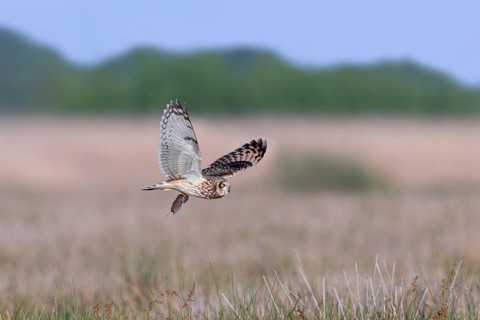 Short-eared owl (Asio flammeus) hunting adult flying over grassland with caught vole prey in its