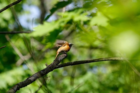 Redstart, male, spring, Germany
