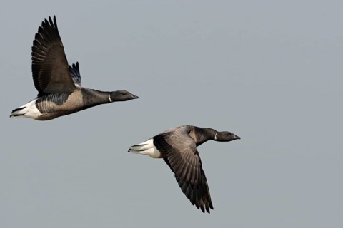 Brant Goose (Branta bernicla) flying, Netherlands