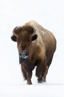 Vorsicht ist geboten... Amerikanischer Bison *Bison bison*