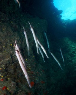 A group of Atlantic cornetfish (Aulostomus strigosus) swimming between lava rocks. Dive site