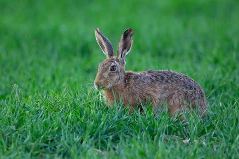 European brown hare (Lepus europaeus) adult animal feeding in a farmland cereal crop in summer,