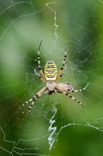 Wasp spider (Argiope bruennichi), female with prey in her web, North Rhine-Westphalia, Germany