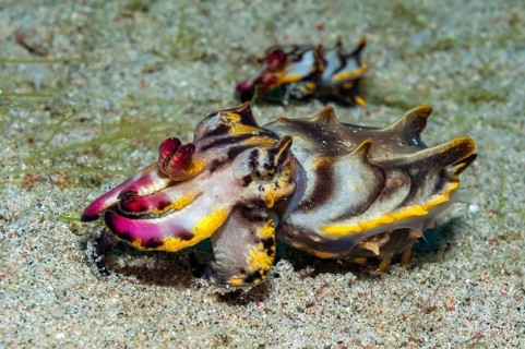 Underwater photo of a pair of peppered sepia (Metasepia pfefferi) Flamboyant sepia, rear male,