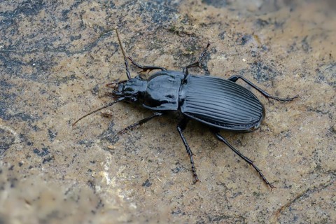 Abax parallelepipedus, broad beetle, carabidae, large broad beetle, large board runner,