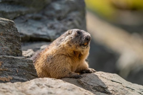 Alpine marmot (Marmota marmota) in autumn, Grossglockner, High Tauern National Park, Austria