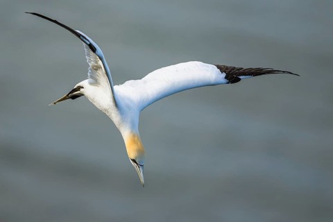 Northern Gannet, Morus bassanus, bird in flight over sea, Bempton Cliffs, North Yorkshire, England,
