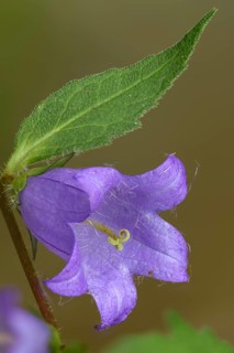 Campanula trachelium, campanulaceae, bellflower family, nettle leaved bellflower, flora, high size,