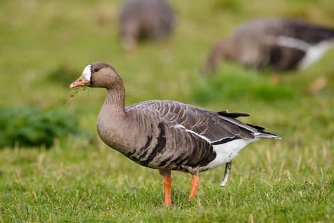 Greater White-fronted Goose (Anser albifrons) foraging, North Rhine-Westphalia, Germany