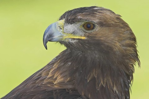 Golden Eagle (Aquila chrysaetos), Alberta, Canada