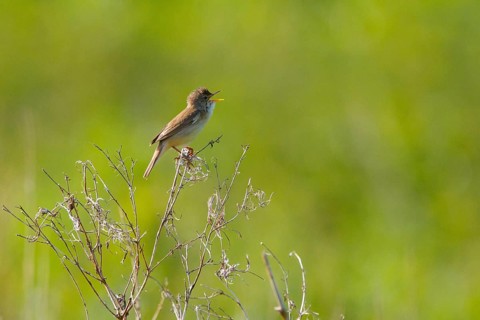 Marsh Warbler (Acrocephalus palustris) singing, North Rhine-Westphalia, Germany
