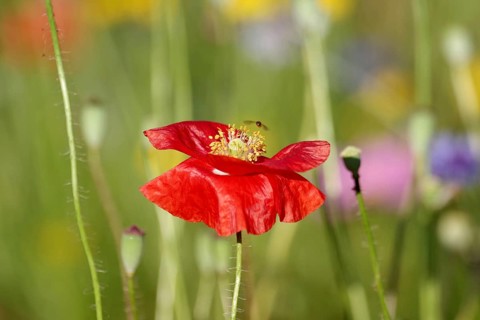 Corn poppy (Papaver rhoeas), stem, stamens, variegated, a hoverfly flies towards the open flower to