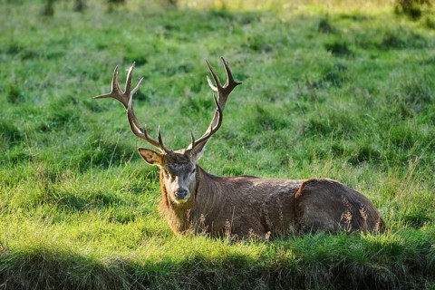 Red deer (Cervus elaphus) stag lying on a meadow, Bavaria, Germany