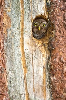 Eurasian Pygmy Owl (Glaucidium passerinum) female looking out of breeding cavity looking out of
