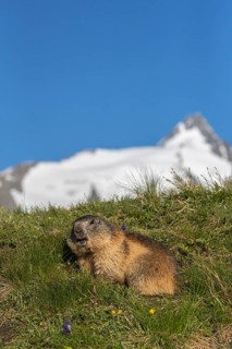 One adult Alpine Marmot, Marmota marmota, resting on green grass. Some mountains in the distant