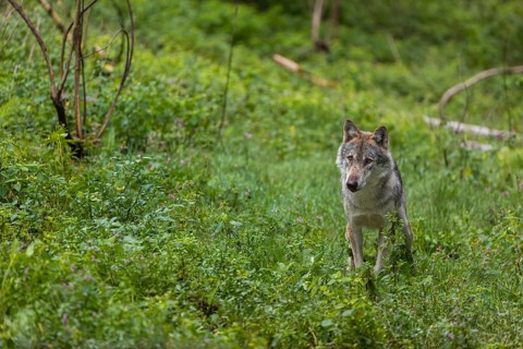 One adult eurasian gray wolf (Canis lupus lupus) walking through the green undergrowth at a forest