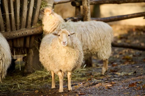 Domestic sheep (Ovis aries) standing on the ground, Bavaria, Germany