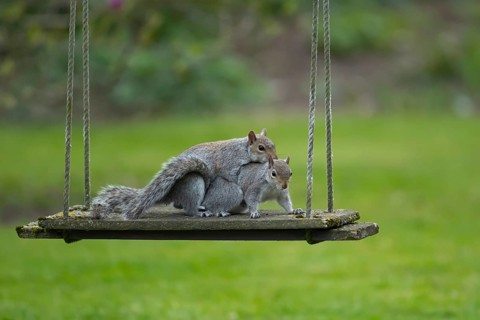 Grey squirrel (Sciurus carolinensis) two adult animals mating on a garden swing, England, United