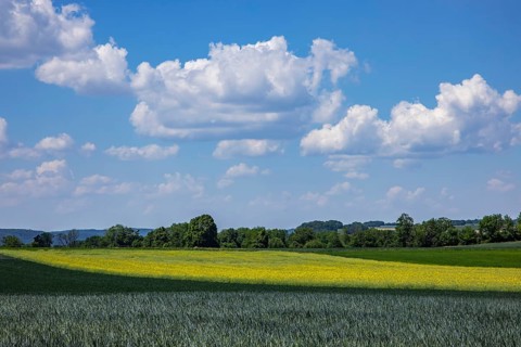 Blooming rapeseed field with clouds. Geislingen an der Steige, Baden-Württemberg, Germany