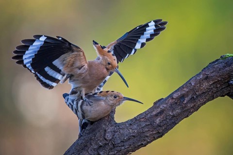 Eurasian Hoopoe (Upupa epops) pair mating, Saxony-Anhalt, Germany