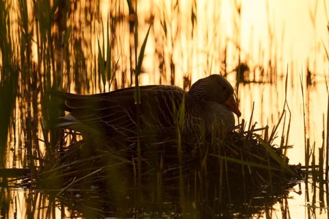 A greylag goose (Anser anser) sits brooding on its nest at sunrise, backlit, North