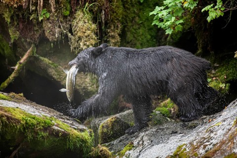 American Black Bear (Ursus americanus) with salmon in its mouth, rainforest, Southeast Alaska, USA