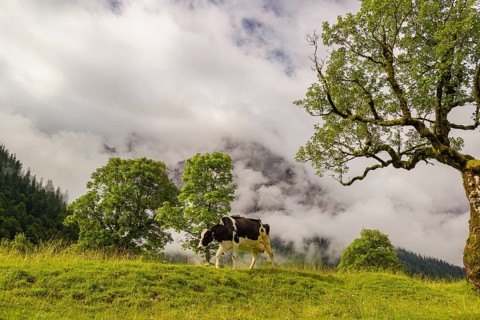 A cow stands under a Sycamore maple tree, Acer pseudoplatanus, in summertime. Mountains in the