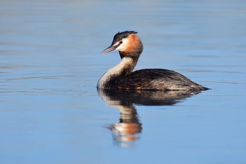 Great Crested Grebe (Podiceps cristatus), swimming, North Rhine-Westphalia, Germany