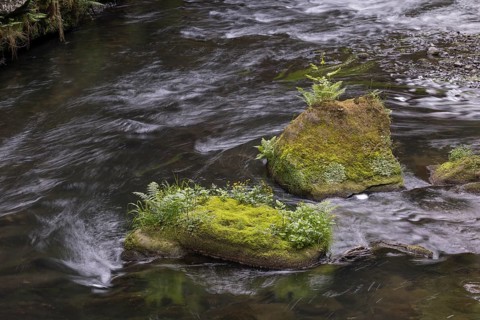 Flowing, silky water with ferns and rocks in the Edmunds Gorge, river Kamnitz, Hrensko, Ustecky