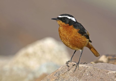 Moussier's Redstart (Phoenicurus moussieri) male, Morocco